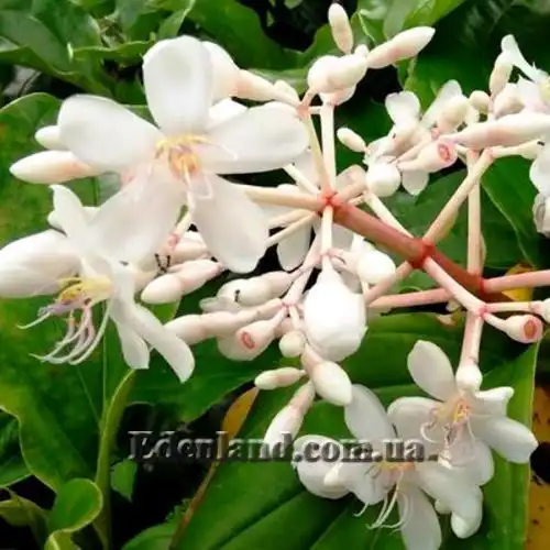 Мединилла белоцветковая - Medinilla albiflora