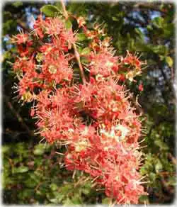 Лавсония неколючая, Хна